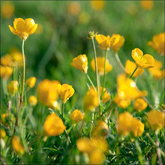 Buttercups in spring, Grantchester Meadows