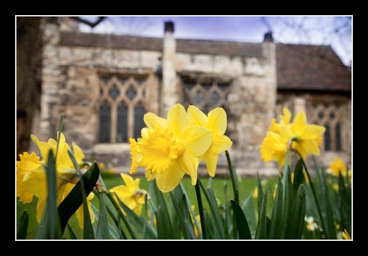 Daffodils by the church at Tom and Emily's Easter wedding, York