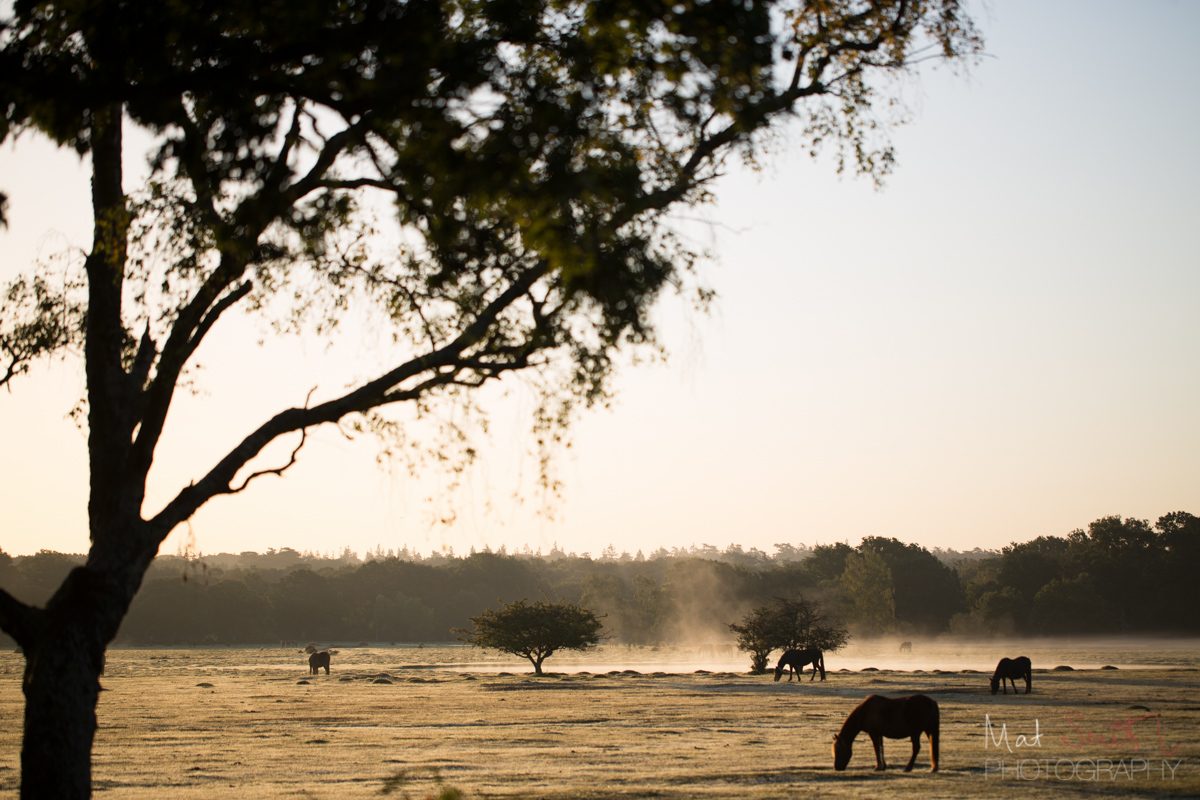 New Forest ponies in the mist at sunrise, Hollands Wood