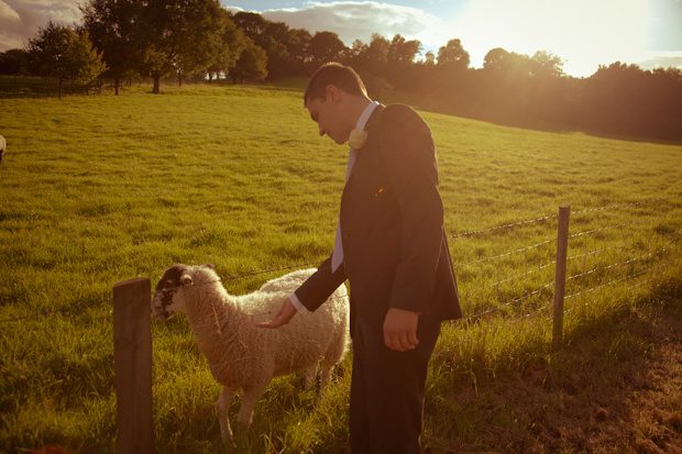 Edwin with sheep at sunset before his speech, Wonersh, Surrey